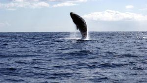 Avistamiento de ballenas y delfines en Madeira