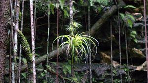 Nuevas excursiones para explorar la naturaleza de Las Bahamas