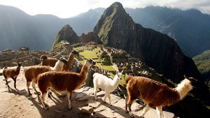 Llamas en Machu Pichu