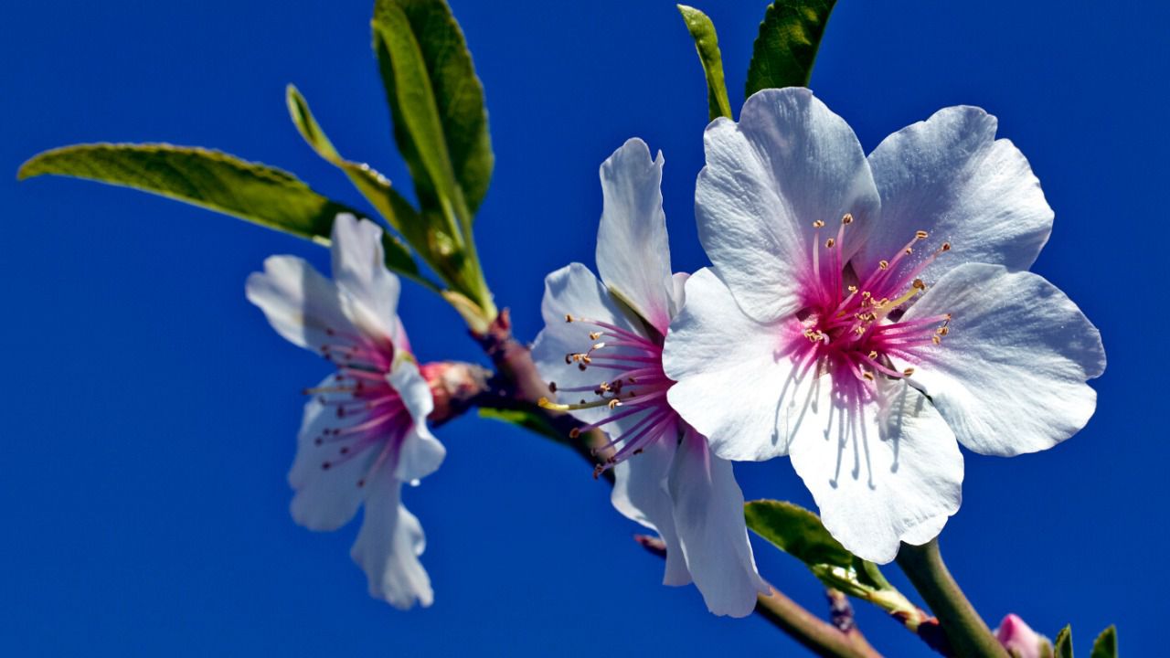 El Festival de los Almendros en Flor en el sur de Portugal | Inout Viajes