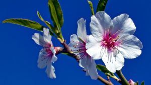 El Festival de los Almendros en Flor en el sur de Portugal