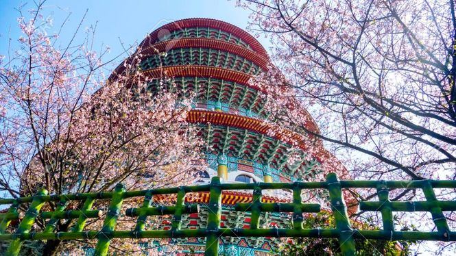 Taipéi celebra la floración de los cerezos