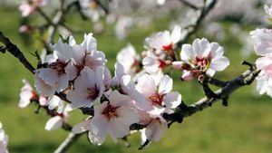 Fiesta de los Almendros en flor en Figueiras de Castelo Rodrigo