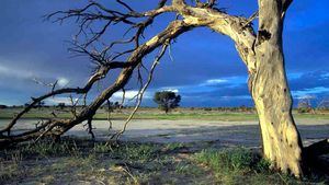 Los secretos del desierto de Kalahari