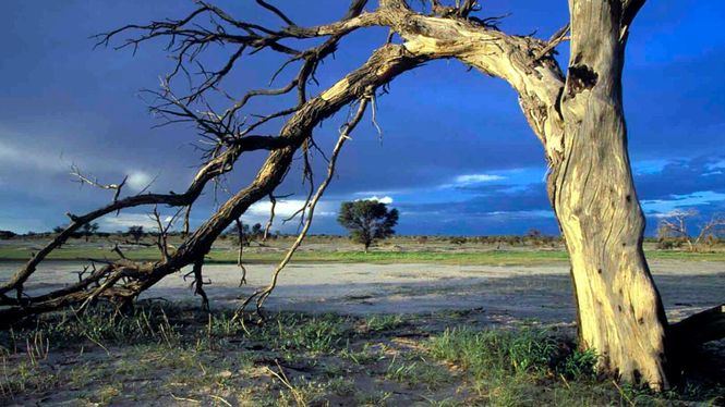 Los secretos del desierto de Kalahari