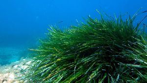 Posidonia Oceánica, el secreto de las cristalinas aguas de Formentera