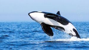 Orcas Turmares