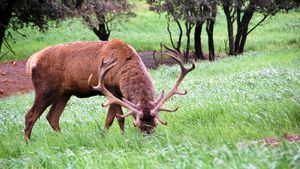 La temporada de Carne de Caza Silvestre deja importantes beneficios económicos y medioambientales