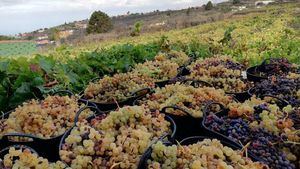 AVIBO presenta un plan de rescate del sector vitivinícola de Canarias