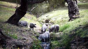 Tour virtual por la Dehesa y la fábrica de productos ibéricos de Señorío de Montanera