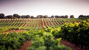 La Ruta del Vino Ribera del Duero reabre con todas las medidas de seguridad necesarias