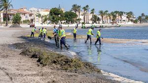 Cartagena refuerza la limpieza y retirada de algas en el Mar Menor