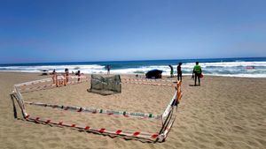 Anidación de una tortuga boba en una playa de Marbella