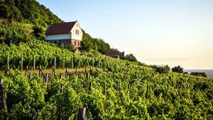 Hungría cobra protagonismo por sus excelentes vinos
