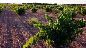 Bodegas De Alberto medalla de Platino en los Decanter World Wine Awards