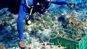 Más de 2700 piezas de coral plantadas en el White River Fish Sanctuary de Jamaica