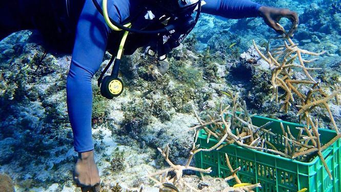 Más de 2700 piezas de coral plantadas en el White River Fish Sanctuary de Jamaica