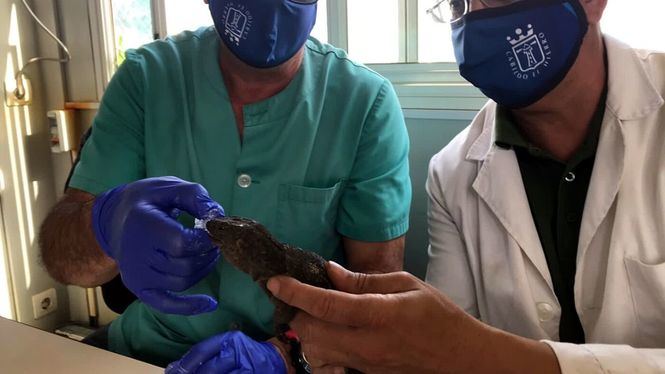 El Cabildo de El Hierro libera 50 Lagartos Gigantes en la Punta de Agache