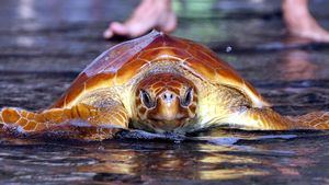 El Hierro devuelve a su hábitat natural tres Tortugas Bobas