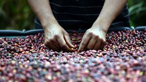 Honduras, Guatemala, Costa Rica y Nicaragua los mayores productores de café en Centroamérica