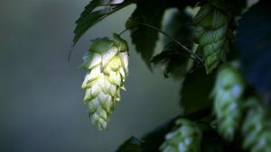 El lúpulo, clave en la elaboración de la cerveza artesanal