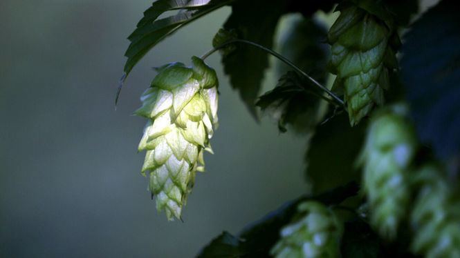 El lúpulo, clave en la elaboración de la cerveza artesanal