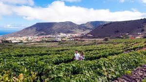 Enoturismo en Tenerife