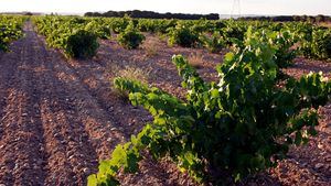 De Alberto Ecológico Verdejo premiado con la medalla de Oro en Ecoracimo