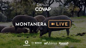 COVAP gracias a Vodafone retransmitirá en streaming la crianza del cerdo 100% ibérico