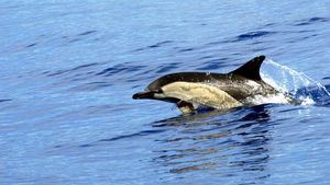 La Fauna marina exótica de Tenerife