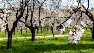 Los mejores lugares para ver almendros y cerezos en flor en España