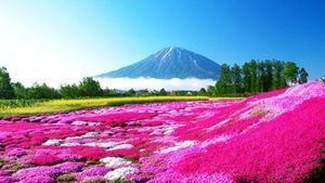 Floración de los cerezos sakura en Japón