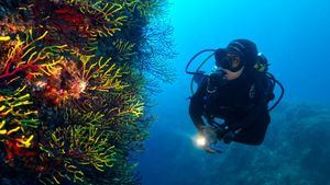 PADI se alía con Canela para promover el turismo de buceo