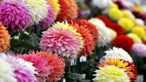 Festivales de flores en Gran Bretaña