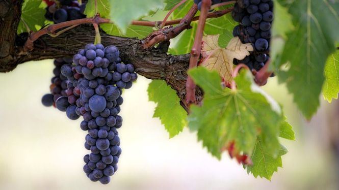 El trabajo de las bodegas que elaboran vinos en la España vaciada