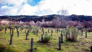 Microsoft y Fundación Repsol colaboran en un proyecto conjunto de reforestación