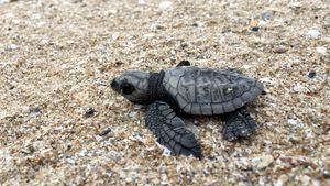 Inteligencia Artificial para proteger a las crías de tortugas marinas