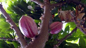 El cacao, uno de los productos estrella de la gastronomía de Centroamérica