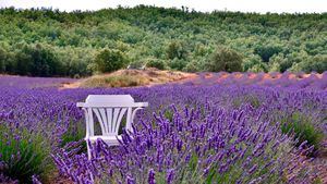 Un año más, el Hotel Rural &amp; Spa Los Ánades lanza su escapada aromática Lavanda Summer