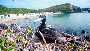 Isla Isabel, isla de origen volcánico del Pacífico hogar de especies únicas de aves