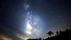 Observar las estrellas en Japón desde lo alto de un árbol