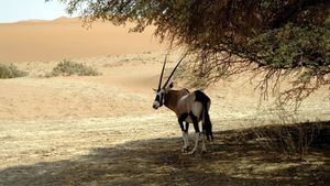 Condiciones de entrada y salida en los países del Cono Sur de África