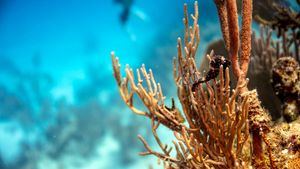 Contemplar una fauna asombrosa buceando por España