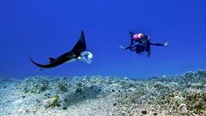 Mejores lugares de Centroamérica y República Dominicana para amantes del submarinismo