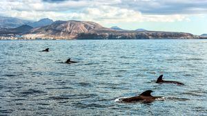 Avistamiento de cetáceos en Tenerife