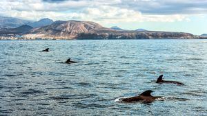 Paseos en barco, una de las actividades más reservadas en el período estival