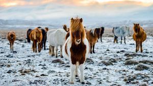 Razones para descubrir la tierra de hielo y fuego: Islandia