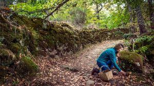 Salamanca, paraíso micológico en otoño