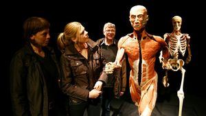 La exposición Body Worlds. El Ritmo de la Vida en Madrid