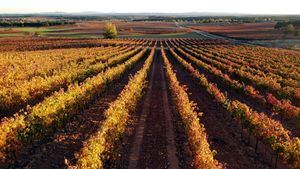 Celebrar el Día Mundial del Enoturismo en la Ribera del Duero